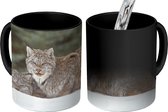 Magische Mok - Foto op Warmte Mok - Lynx - Kitten - Sneeuw - 350 ML - Uitdeelcadeautjes