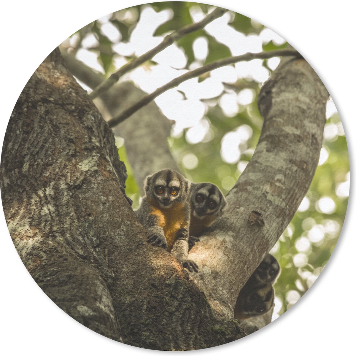 Muismat rond 40x40 cm - Mousepad Kleine dieren in een boom - Ronde muismatten