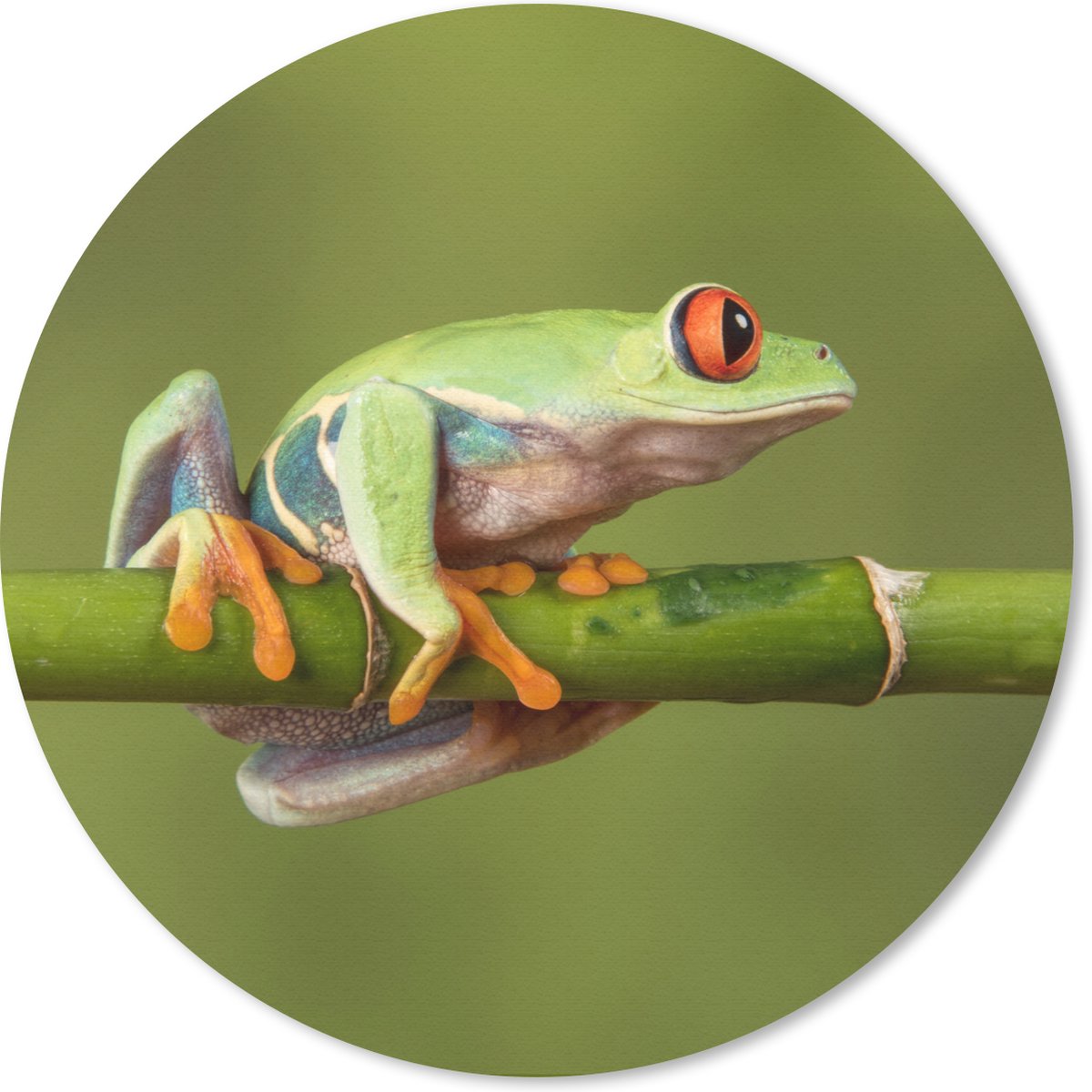 Muismat rond 40x40 cm - Mousepad Roodoogmakikikker op bamboe - Ronde muismatten