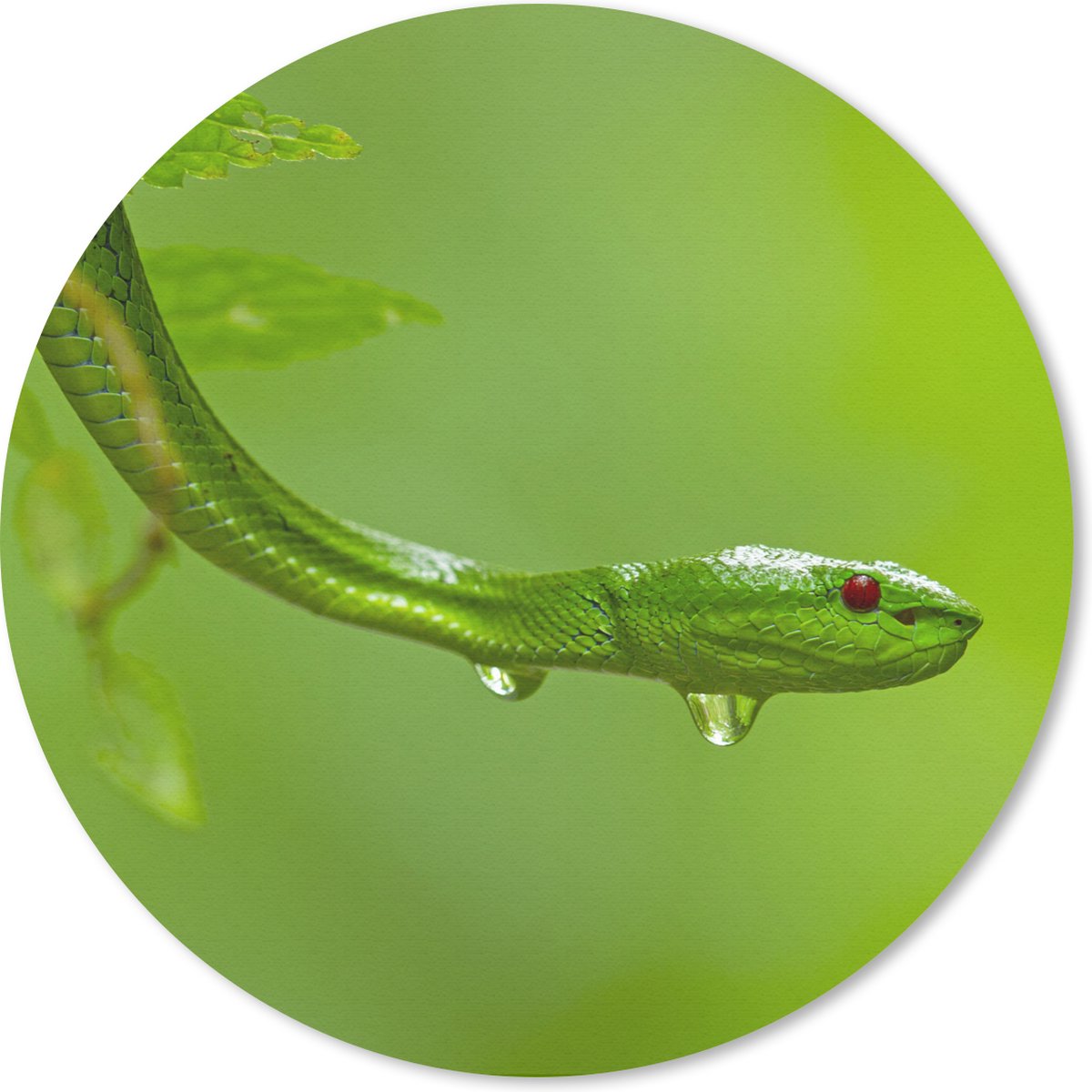Muismat rond 40x40 cm - Mousepad Groene slang van dichtbij - Ronde muismatten
