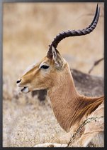 Poster Met Zwarte Lijst - Specie Aepyceros Poster