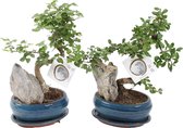 Bonsai van Botanicly – 2 × Bonsai Mix – Hoogte: 30 cm