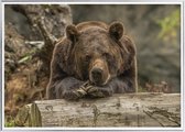 Poster Met Metaal Zilveren Lijst - Grizzlybeer Poster