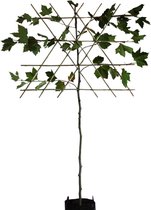 Leiplataan - Platanus hispanica | Omtrek: 10-14 cm | Hoogte: 320 cm