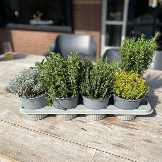 ZynesFlora - Italiaanse Kruidenplanten - 8 Stuks - Ø 12 cm - Hoogte: 12-15 cm - Buitenplant - Kamerplant - Tuinkruiden