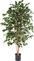 Ficus Nitida Exotica - kunstplant