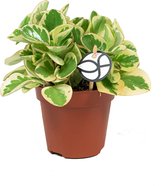 Peperomia Obtusifolia Optipan Bicolor | Vetplant krokodillentranen