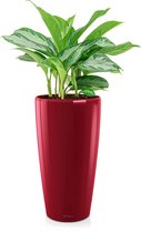 Aglaonema Silver Bay in watergevende Rondo rood | Chinese Evergreen