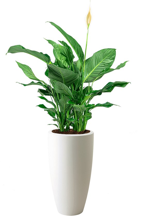 Spathiphyllum in Pure Soft wit | Lepelplant