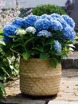 4x Hortensia 'Hydrangea blue boogiewoogie®'  - BULBi® bloembollen en planten met bloeigarantie