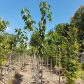 Kersenboom - Prunus Avium | Omtrek: 6-10 | Hoogte: 250 cm