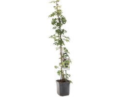 Rubus fruticosus thornless evergreen doornloze braam fruitboom Frui...