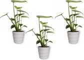 3x Kamerplant Monstera Deliciosa Tauerii – Gatenplant - ± 35cm hoog – 12 cm diameter  - in witte pot