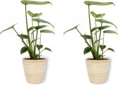 2x Kamerplant Monstera Deliciosa Tauerii – Gatenplant - ± 35cm hoog – 12 cm diameter  - in bamboe pot