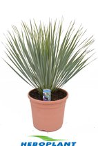 Kamerplant van Botanicly – Palmlelie – Hoogte: 60 cm – Yucca Rostrata