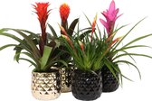 Breasy Bromelia Royal mix Hope, Tala, Shannon en Antonio in Royal Crown keramieken sierpot | 4 stuks | Ø 13cm |  35-53 cm