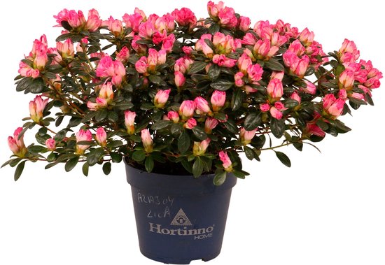 Rhododendron simsii 'Azajoy' - Roze bloemen - Plant voor binnen en buiten - Kamerplant - Balkon terras - ↑ 25-30cm - Pot-Ø 13cm