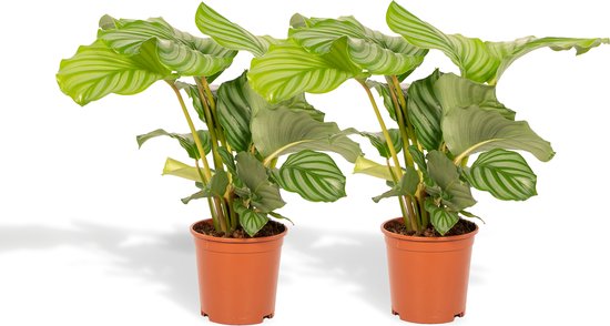 Calathea Duo 2x Orbifolia – 40cm hoog – Potmaat ø14cm - Tropische luchtzuiverende kamerplant –Kwekerij Shadowplant – vers van de kweker!
