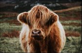 Walljar - Schotse Hooglander - Dieren poster
