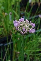Moeraslook (Allium palistris) - Vijverplant - 3 losse planten - Om zelf op te potten - Vijverplanten Webshop