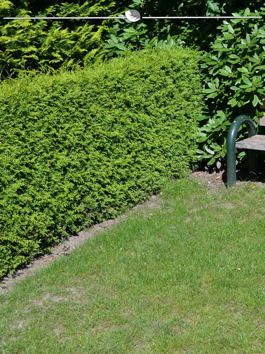 Westerse Levensboom Thuja Brabant 60-80 cm, 20x Haagplant