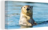 Canvas Schilderij Witte otter zwemt - 80x40 cm - Wanddecoratie