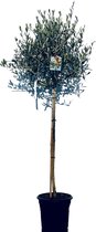 Sunnytree - Olijfboom op stam - Boom - Winterhard - Groenblijvend - Bol op stam - 160cm hoog