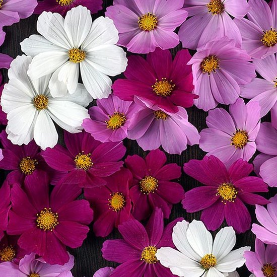 Cosmea zaden - Tetra Versailles gemengd