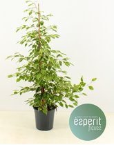 Kamerplant van Botanicly – Rubberboom – Hoogte: 130 cm – Ficus benjamina Golden King