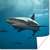 Poster Groep haaien - 100x100 cm XXL