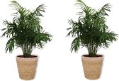 WLplants - 2x kamerplant - Chamaedorea Elegans - Mexicaanse Dwergpalm - ± 70cm hoog - 19cm diameter - in siermand met creme rand