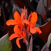Canna Eric Neubert | 1 stuk | Bloeiende vaste plant | bloemenpracht in de zomer | Wortelstok | Geschikt voor in Pot | Oranje | Rood