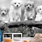 Fotobehang - Four Puppies.
