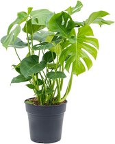 Kamerplant van Botanicly – Gatenplant – Hoogte: 60 cm – Monstera Deliciosa