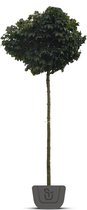 Bolesdoorn | Acer platanoides Globosum | Stamomtrek:  25-30 cm | Stamhoogte: 200 cm