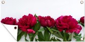 Poster jardin Une rangée de pivoines rouges - 60x30 cm - Toile jardin - Poster extérieur