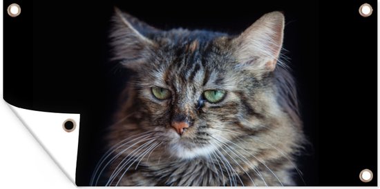 Tuinposter Maine Coon kat met zwarte achtergrond - 80x40 cm - Wanddecoratie Buiten - Tuinposter - Tuindoek - Schuttingposter - Tuinschilderij