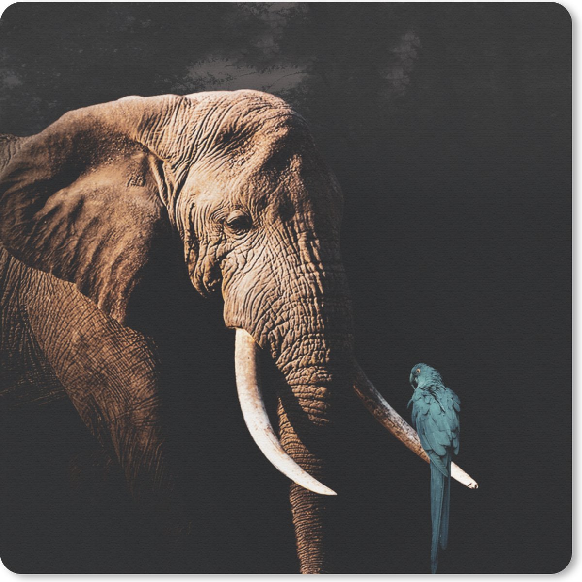 Muismat 20x20 cm - Mousepad Olifant - Papegaai - Tanden - Muismatten