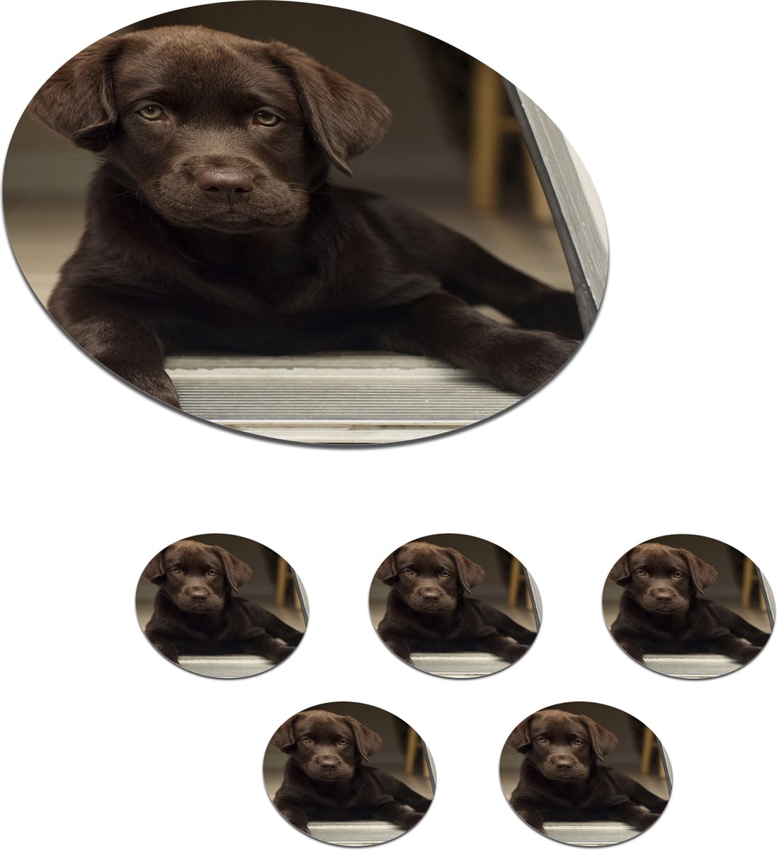 Onderzetters voor glazen - Rond - Schattige Labrador Retriever die in de camera kijkt - 10x10 cm - Glasonderzetters - 6 stuks