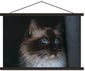 Poster textielposter Ragdoll chat aux beaux yeux bleus 120x80 cm