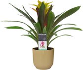 Decorum Guzmania Fancy in ELHO ® Vibes Fold Rond (botergeel) ↨ 40cm - planten - binnenplanten - buitenplanten - tuinplanten - potplanten - hangplanten - plantenbak - bomen - plante