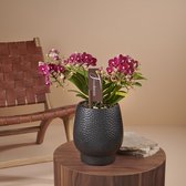 Freedanzo Sparrow orchidee rood in Abruzzo zwarte pot | Ø 12 cm | ↕ 28-35 cm