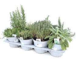 Winterharde Tuinkruiden Mix – 8 Stuks – Grote Pot – Kruidenplanten Set – Tijm, Rozemarijn, Salie, Oregano – Meerjarig & Groenblijvend – Tuin & Balkon