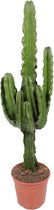 Euphorbia - Hoogte ↕ 95cm - pot ∅ 21cm