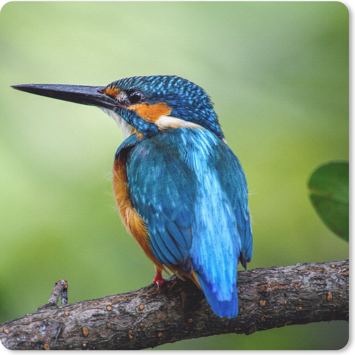 Muismat 20x20 cm - Mousepad IJsvogel - Tak - Blauw - Muismatten