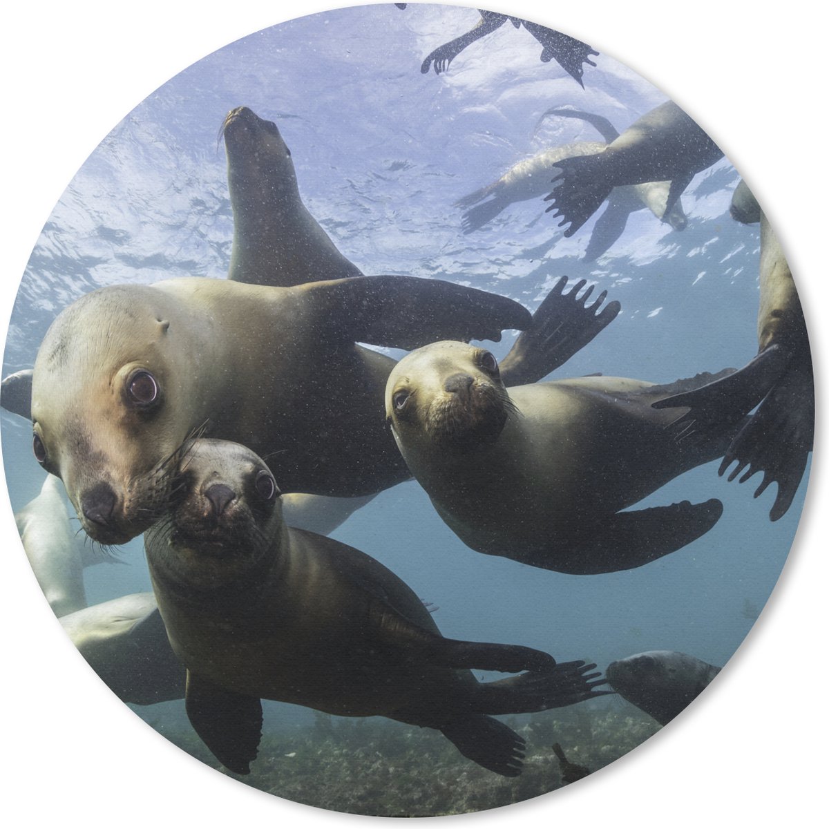 Muismat rond 50x50 cm - Mousepad Zeeleeuw - Water - Camera - Ronde muismatten