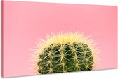 Schilderij - Cactus Roze achtergrond, 100x70cm. Premium print