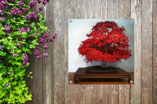 Tuinposters Herfst bonsai - 50x50 cm