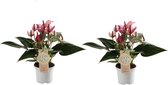 Duo Anthurium Zizou ↨ 30cm - 2 stuks - hoge kwaliteit planten
