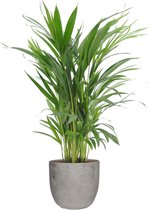 FloriaFor - Goudpalm (Areca / Dypsis Palm) In Mica Sierpot Jimmy (lichtgrijs) - - ↨ 65cm - ⌀ 18cm